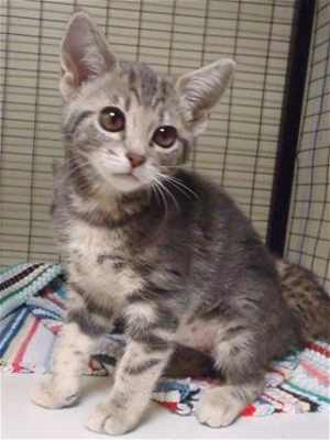 This 16-week-old female gray tabby kitten is in cat room kennel No. 65a, ID No. 32839. Photo courtesy of Lake County Animal Care and Control. 65atabbykitten