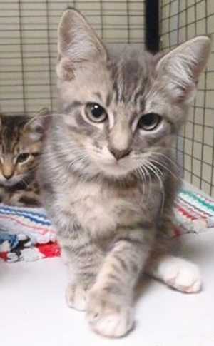 This 16-week-old male gray tabby kitten is in cat room kennel No. 65b, ID No. 32840. Photo courtesy of Lake County Animal Care and Control. 65bgraytabby