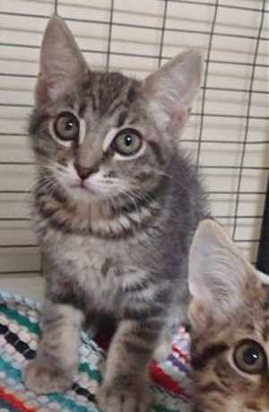 This 16-week-old male domestic short hair mix kitten is in cat room kennel No. 65c, ID No. 32841. Photo courtesy of Lake County Animal Care and Control. 65cgraytabby