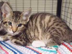 This 16-week-old male brown tabby kitten is in cat room kennel No. 65d, ID No. 32842. Photo courtesy of Lake County Animal Care and Control. 65dbrowntabby