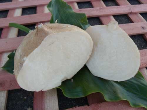 Jicama is a popular stable in its native Mexico, as well as in Central and South America. Photo by Esther Oertel. veggiegirljicama