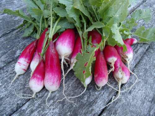 French breakfast radishes, like the ones pictured here, are prized for their sweet mild flavor and succulent crunch. Photo by Esther Oertel. 052712veggiegirlradishes