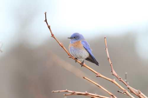 barnwellbluebird