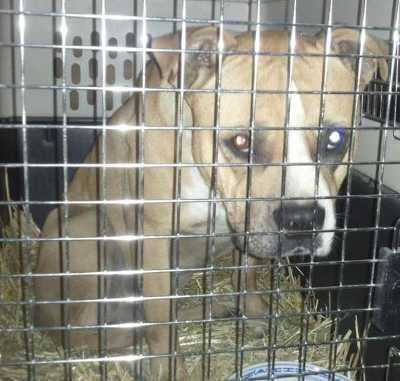101112wanderingpitbull