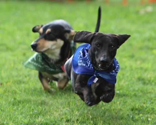 2011dachshundderby