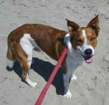 missingdogboog