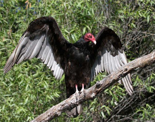 turkeyvulture