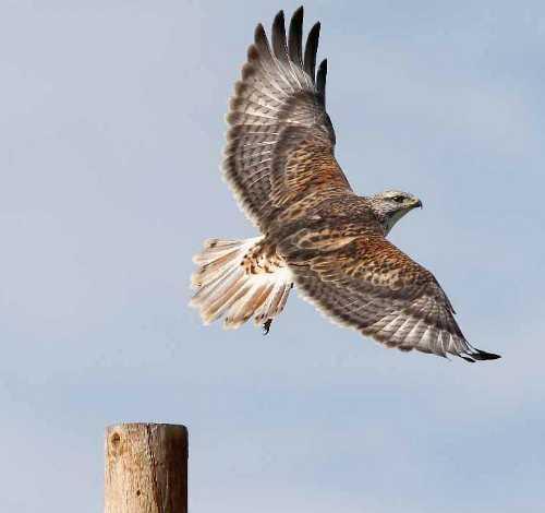 ferruginoushawk