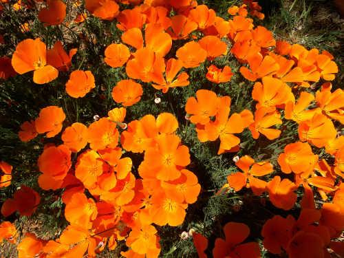 poppiesbarnwell