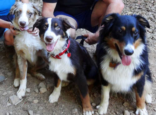 smithfamilyshepherds