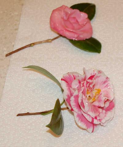 waxedroses