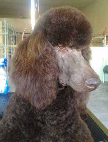022113missingpoodle