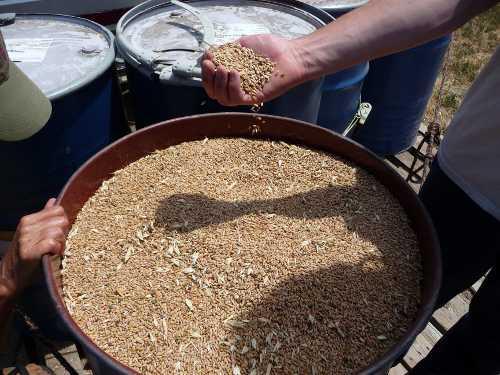An abundance of local wheat at harvest time in Lake County, Calif. Courtesy photo. coopwheathandful