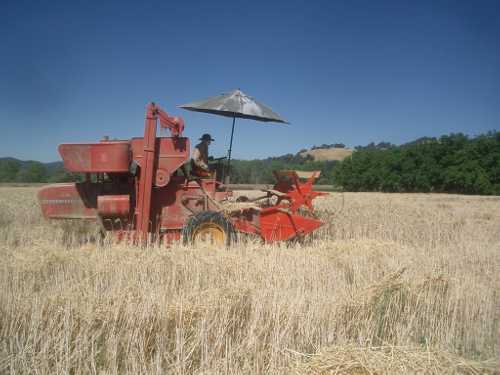 A harvesting combine reaches Lake County, Calif., and is available for custom harvesting through the Lake County Grain and Legume Association. Courtesy photo. coopwheatharvest