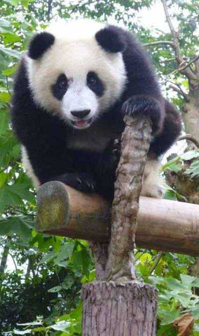 giantpandamoura