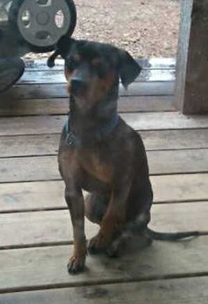 072114missingdog
