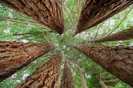 deharttrees