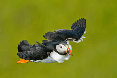 june2014madesonpuffin