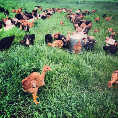 nakedneckchickens