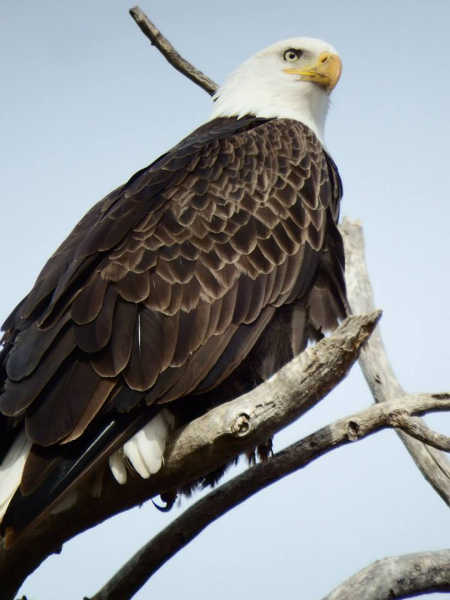 tuleyomeeagle