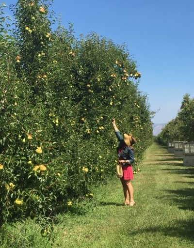An AgVenture class member picks pears in Henderson Orchards during Session 1 of AgVenture 2015. Courtesy photo. 080715agventureclass