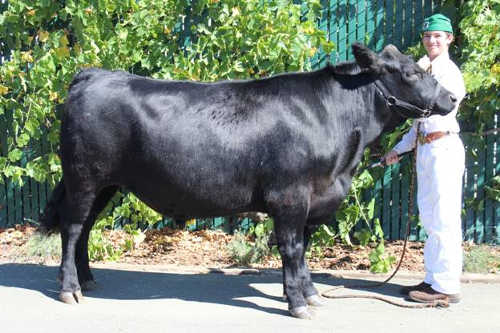 2015camerongrahamsteer