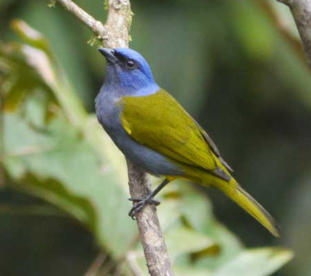 bluecappedtanager