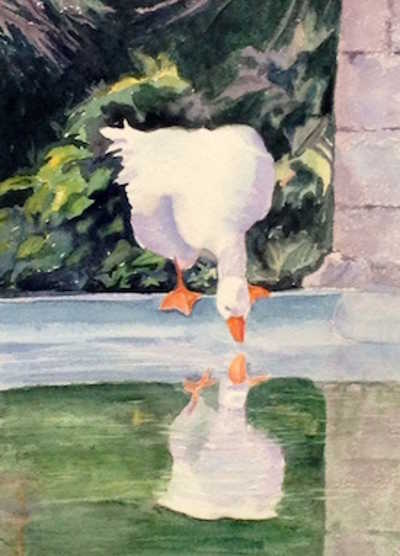 fentonduck