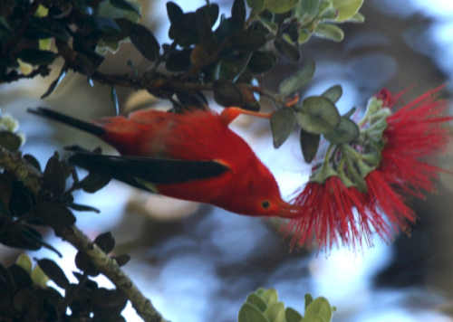 liwibird