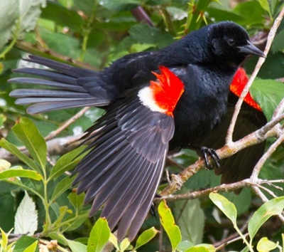 tricoloredblackbird